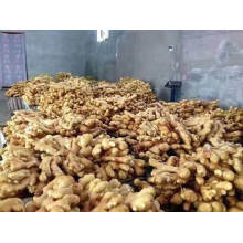 New Crop Fresh Ginger Organic From China High Quality From Chinese